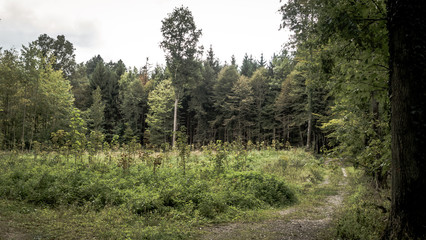 Wald aufforsten