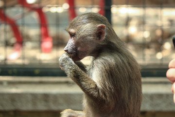 baby baboon