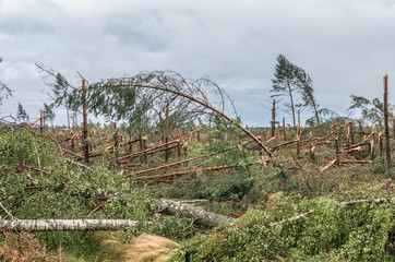 Forest destroyed by the hurricane wind in Poland, on September 12, 2017