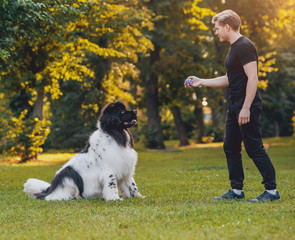Newfoundland dog plays with man and woman in the park