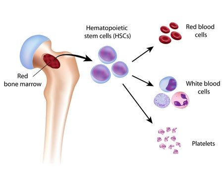 Blood cell formation from bone marrow