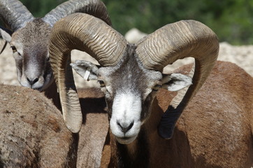 Portrait de Bouquetin