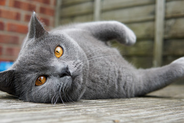 British Blue Cat lies on wooden patio in the summer relaxing 