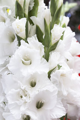 Obraz na płótnie Canvas White gladiolus
