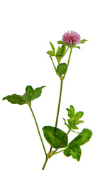 Obraz premium clover flower