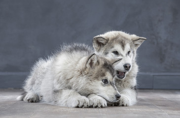 Portrait of four-month old alaskan malamute puppys closeup in studio