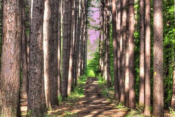 Cummings Nature Center
