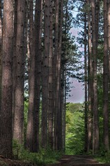 Cummings Nature Center
