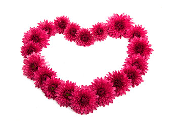 Lilac chrysanthemum flower isolated