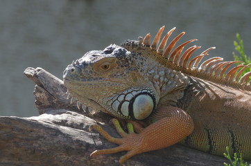 Iguane orangé