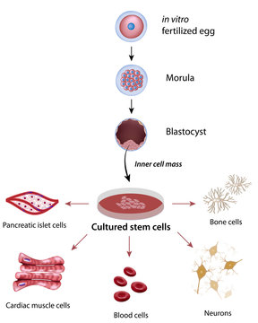 Stem cell cultivation and differentiation
