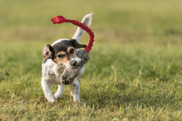 Hund spielt auf einer Wiese - Jack Russell 8 Jahre alt