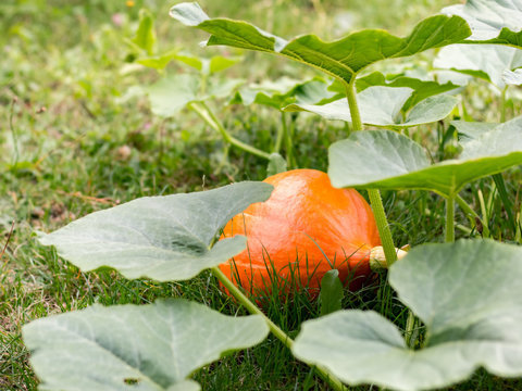 potimarron dans un potager
