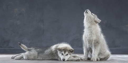 Naklejka premium Portrait of four-month old alaskan malamute puppys closeup in studio