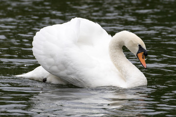 Swan on a river