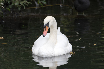 Swan on a river