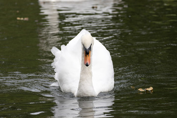 Swan Swimming
