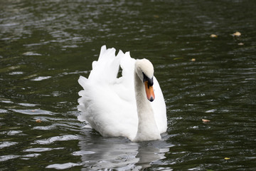 Swan on a river