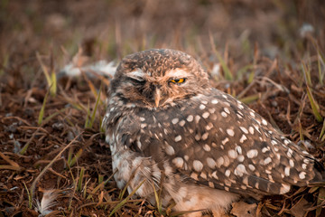 Golden Owl