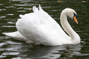 Swan on a river