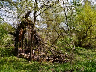 Umgestürzter Baum im Wald auf Ziegenwerder