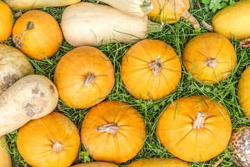 Raw pupmkins on the grass