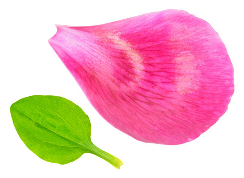 Fototapeta Minimalistic composition of green leaf of plantain and pink petal of peony on white background. Natural beauty of plants