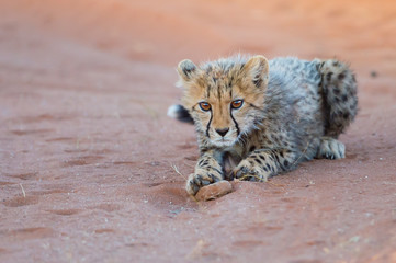 Cheetah Cub 