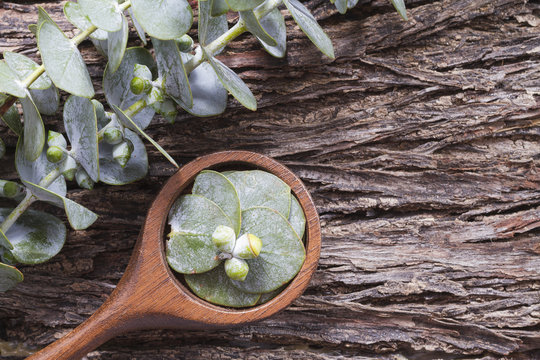 oil and eucalyptus holas, The essential oil of eucalyptus leaves is used as a nasal decongestant and to combat respiratory infections