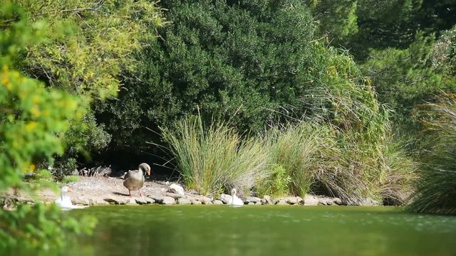 Ducks swimming in a public park pond