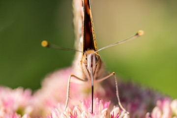 A beautiful butterfly is working on a plant