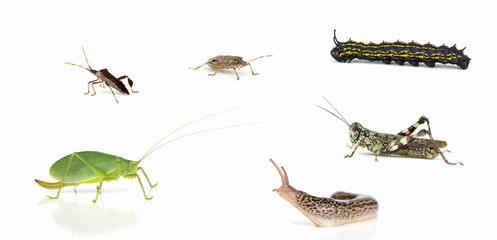 Some invertebrates  of North Carolina on a light background with shadows.