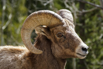 Bighorn - Ram