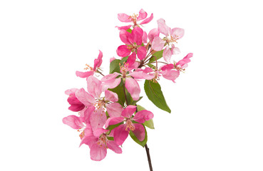 branch with flowers of apple-tree isolated