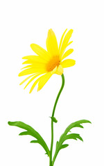 yellow daisy isolated
