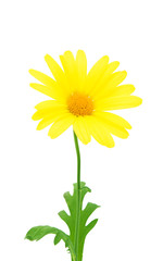 yellow daisy isolated