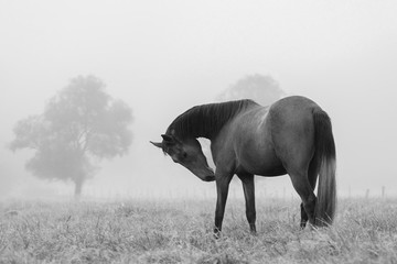 Ein Pferd mit viel Eleganz morgens bei Dunst und Nebel