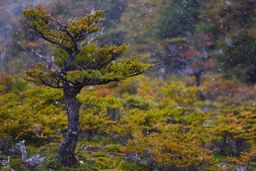 Japanese garden, a beautiful tree in the Patagonian wilderness during a short autumn snowing, in between seasons