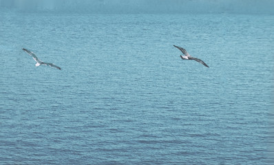 Fototapeta na wymiar Bird flies over see. Gorgeous Flight of bird with Seagull hovers on deep blue see. Flying gull chick.