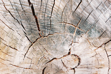 Tree stump texture background. Slise, cut tree structure. Grunge cracked. Close-up