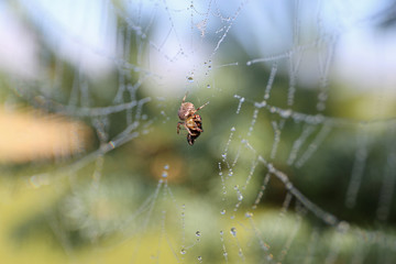 Tiny Brown Spider Spinning Silk Web Around Insect to Eat it.