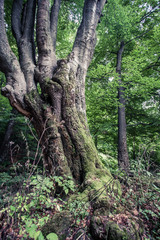 huge old beech tree in Nature Reserve rainforest Vinatovaca in Serbia