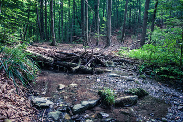small dam on the stream created by the beaver in rainforest Vinatovaca in Serbia