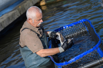 hatchery worker netting kokanee salmon