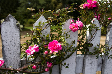 Pink Climbing Roses ona Weathered Picket Fence