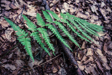 closeup of fern nonflowering vascular plant reproduce by spores
