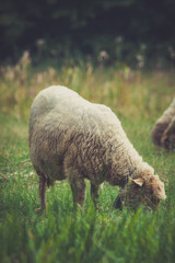 closeup of sheep grazing on meadow