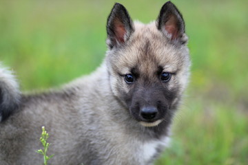 Western Siberian husky