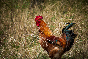 domestic ruster in grass on rural farm
