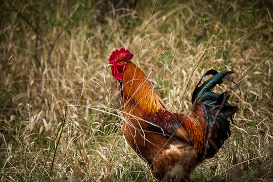 domestic ruster in grass on rural farm